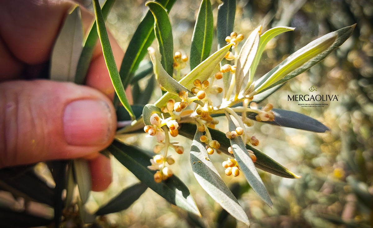 trama y flor del olivo